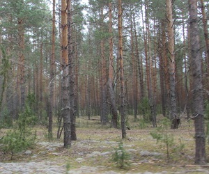 Нарат